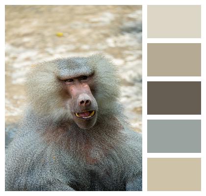 Close Up Arabian Baboon Baboon Image